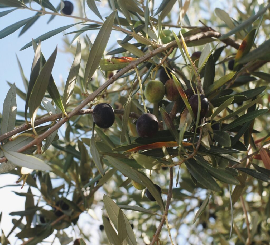 olynthic olive oil σχετικά olynthic olive oil